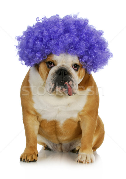 Stockfoto: Grappig · clown · hond · Engels · bulldog