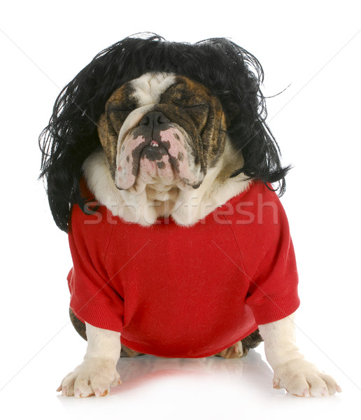 funny dog Stock photo © willeecole