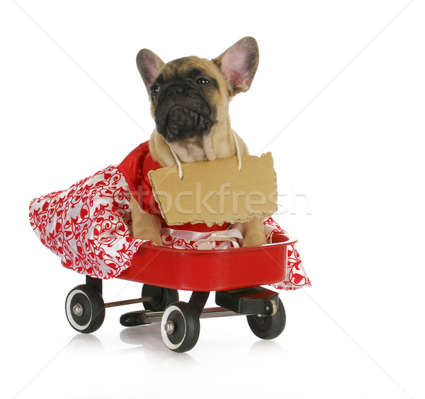 [[stock_photo]]: Homme · bulldog · français · équitation · isolé