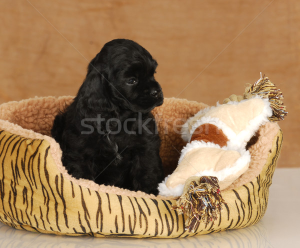 puppy sitting in dog bed Stock photo © willeecole