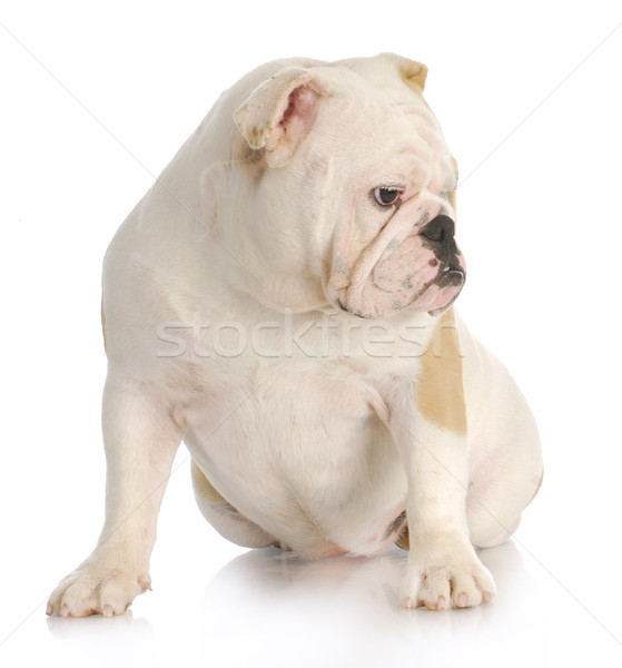 Stock photo: english bulldog puppy