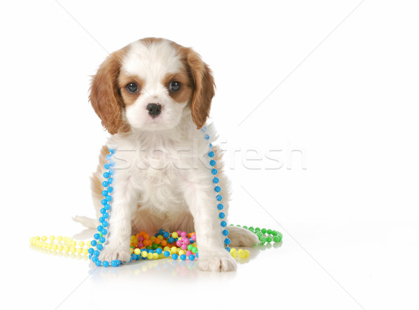 Stock photo: cute puppy