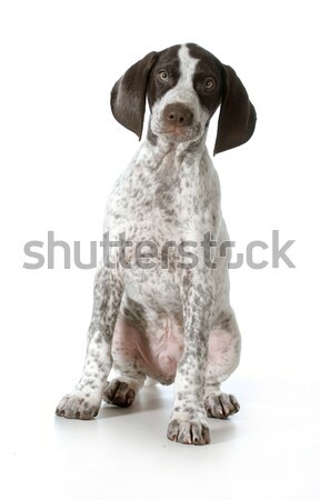 german shorthaired pointer puppy Stock photo © willeecole