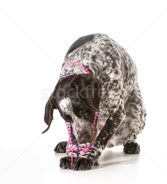 Stock photo: naughty dog