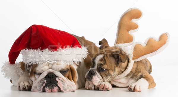 christmas dogs Stock photo © willeecole