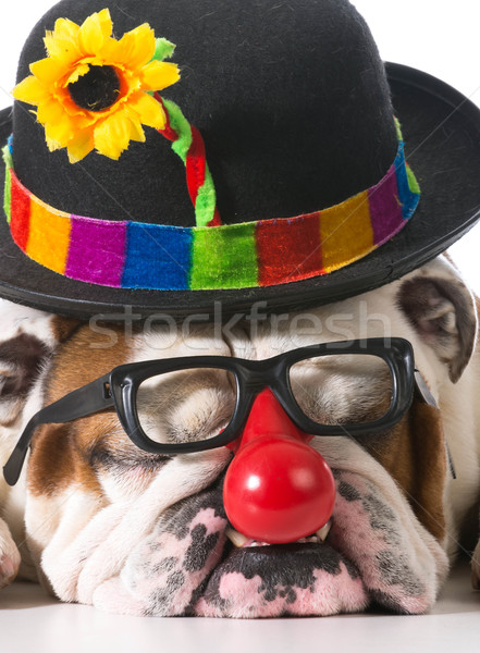 商业照片: 狗 · 小丑 · 眼镜 · 帽子 / dog wearing clown glasses