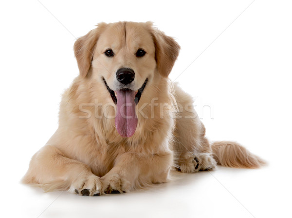 golden retriever Stock photo © willeecole