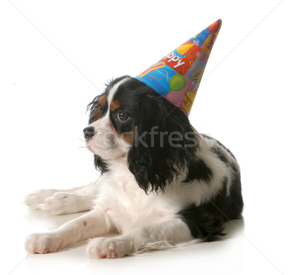 Foto d'archivio: Compleanno · cane · re · indossare · Hat · isolato