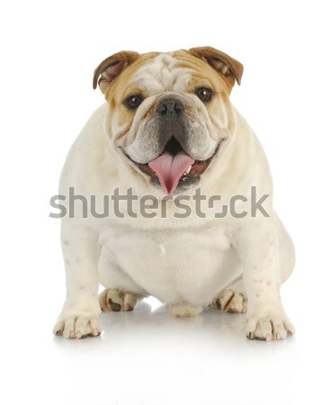 Vuile hond Engels bulldog modderig spelen Stockfoto © willeecole