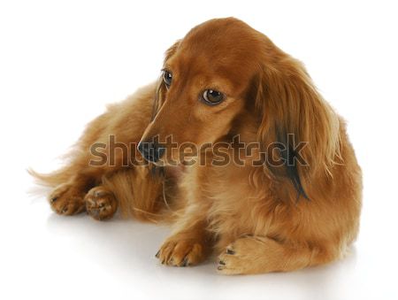 Cute cane dai capelli lunghi bassotto guardando Foto d'archivio © willeecole
