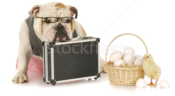 don't keep eggs in one basket Stock photo © willeecole
