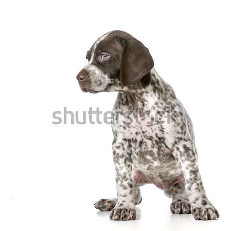 German Shorthaired Pointer Puppy Stock Photo C John Mcallister