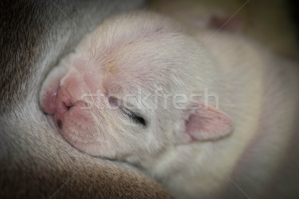 Stockfoto: Pasgeboren · puppy · Engels · bulldog · 7 · dagen · oude