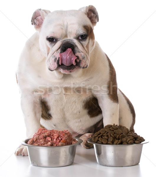 Etetés díszállat választ nyers kutyák vacsora Stock fotó © willeecole