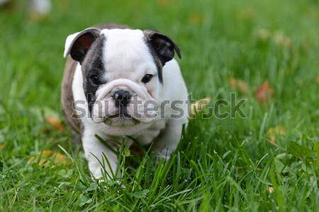 Chiot jouer à l'extérieur bulldog fitness [[stock_photo]] © willeecole