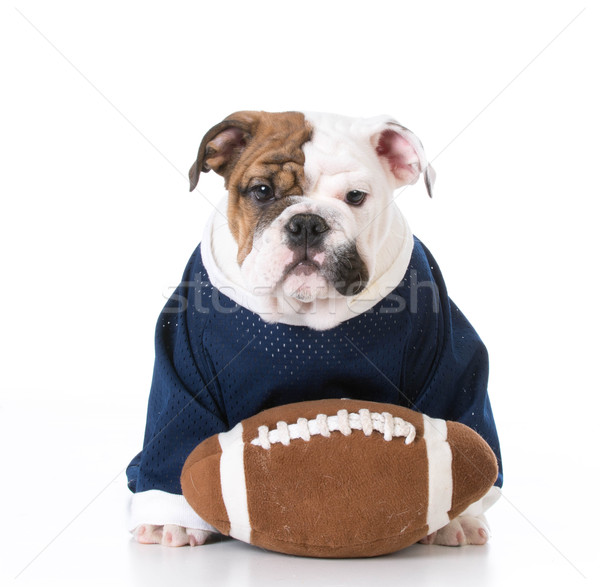 sports hound Stock photo © willeecole