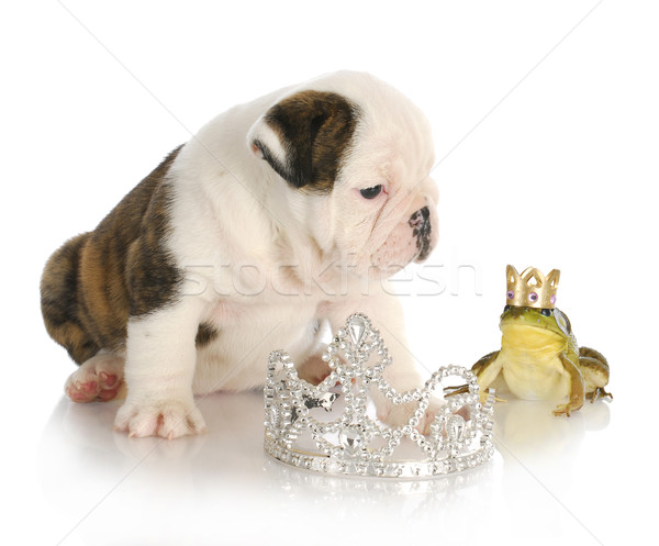 Całując przystojny książę angielski bulldog Zdjęcia stock © willeecole
