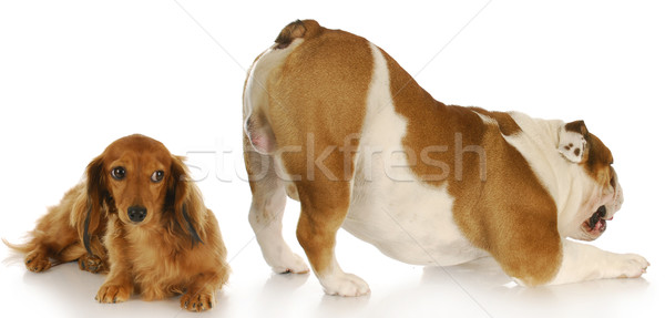 Deux chiens animaux comportement anglais bulldog [[stock_photo]] © willeecole