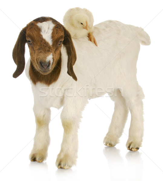 Baby boerderijdieren een week oude geit Stockfoto © willeecole