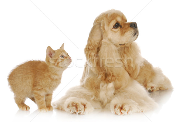 dog and cat Stock photo © willeecole