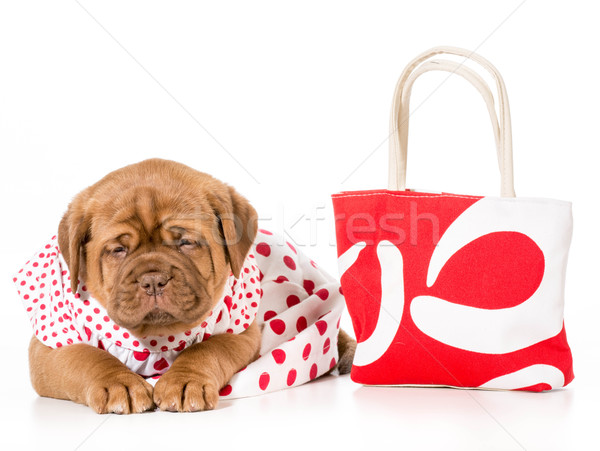 female puppy Stock photo © willeecole