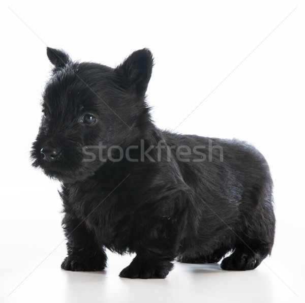 Cute chiot terrier permanent blanche noir [[stock_photo]] © willeecole