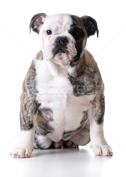 Cute chiot bulldog Homme séance blanche [[stock_photo]] © willeecole