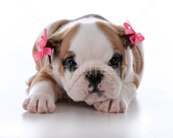 cute female puppy Stock photo © willeecole