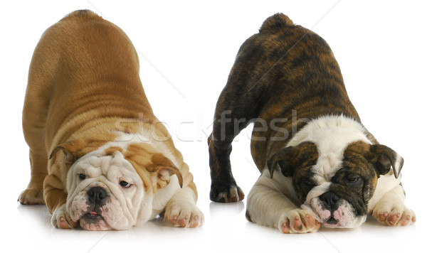 Dos juguetón cachorros Inglés naturaleza fondo Foto stock © willeecole
