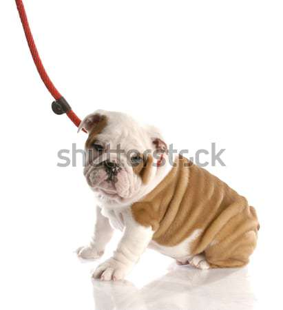 [[stock_photo]]: Chien · anglais · bulldog · réflexion