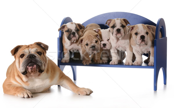 Chien famille anglais bulldog père cinquième [[stock_photo]] © willeecole