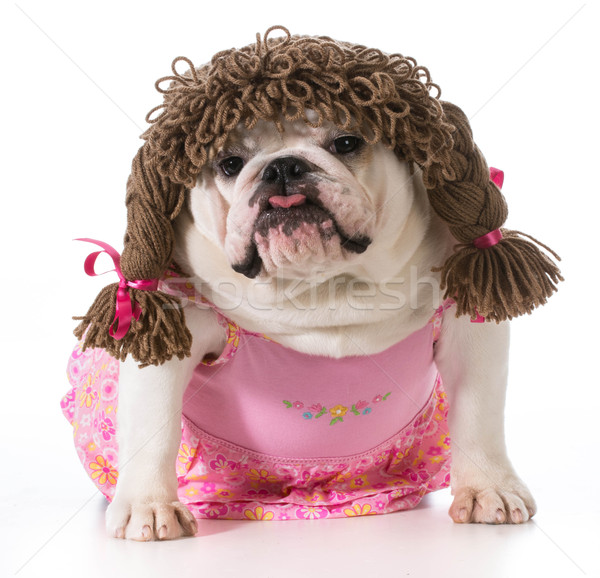 female dog Stock photo © willeecole