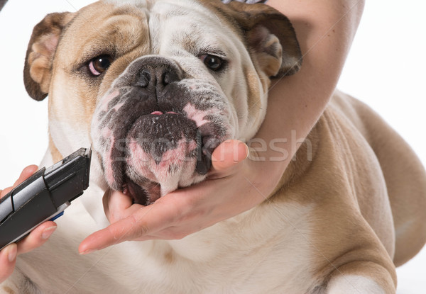 dog grooming Stock photo © willeecole
