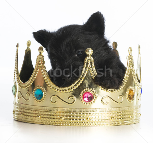 regal puppy Stock photo © willeecole