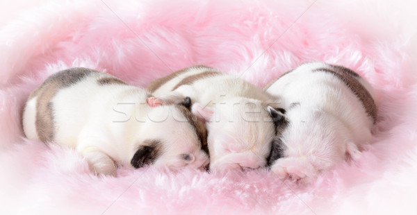 litter of puppies Stock photo © willeecole