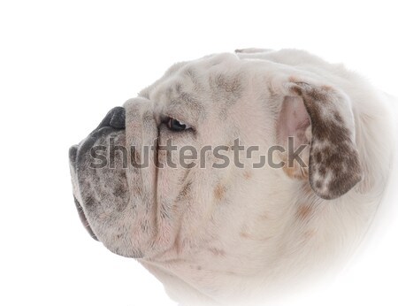 cute puppy  Stock photo © willeecole