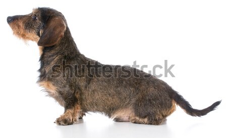 miniature wirehaired dachshund Stock photo © willeecole