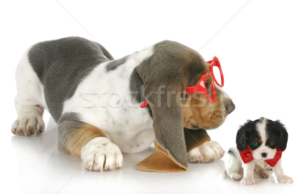 Stock foto: Verspielt · Welpen · cute · Hund · Welpen · spielen
