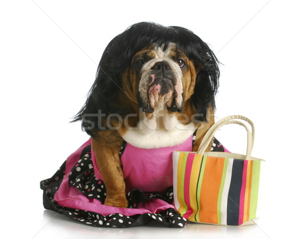 female dog Stock photo © willeecole