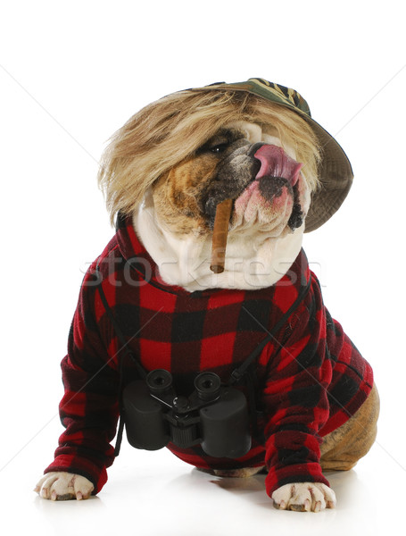 Chien de chasse anglais bulldog fumer cigare [[stock_photo]] © willeecole