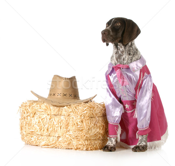 country dog Stock photo © willeecole