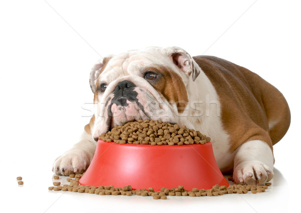 Krank Hund weiß essen Stier Protest Stock foto © willeecole
