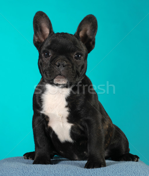 french bulldog puppy Stock photo © willeecole