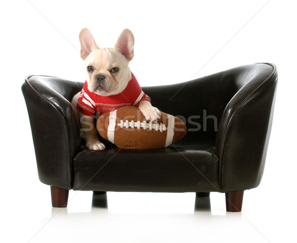 Sportowe ogar francuski bulldog nadziewany piłka nożna Zdjęcia stock © willeecole