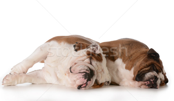 two dogs spooning Stock photo © willeecole