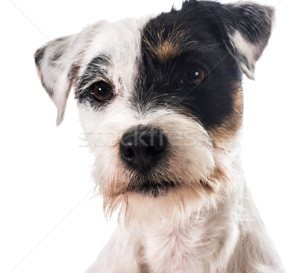 Terrier retrato blanco pie mascota cute Foto stock © willeecole