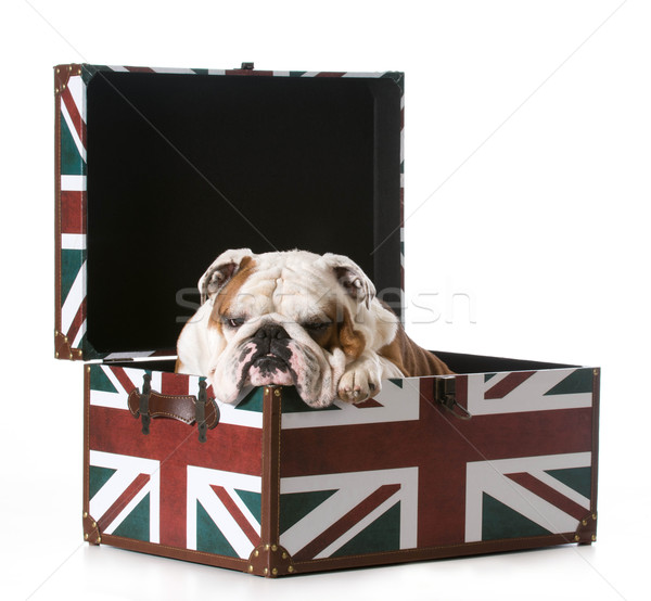 在 背景 / english bulldog sitting inside british flag trunk