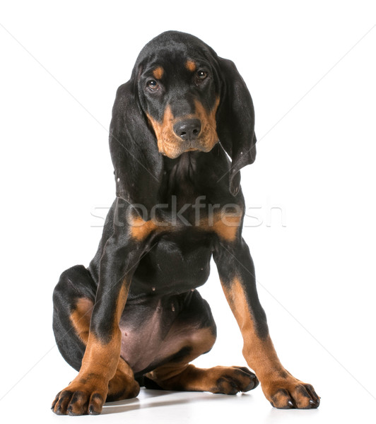 Stock photo: cute puppy