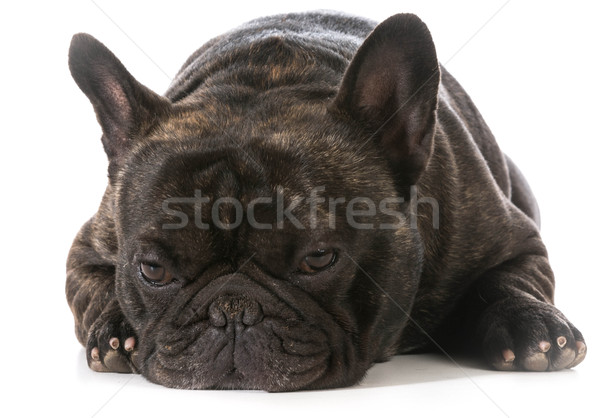 french bulldog Stock photo © willeecole