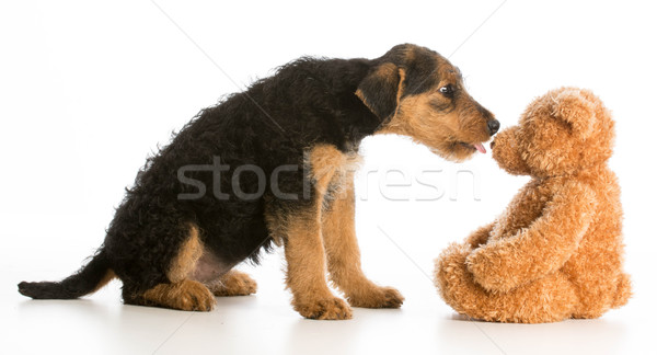 cute puppy and teddy bear Stock photo © willeecole